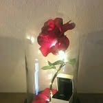 Jesse Light Iboro - @jesselightiboro - Instagram