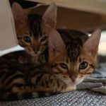 Jesse & Lilly - @jesseandlilly - Instagram