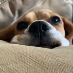 Jess Littrell - @the.beagle.sadie - Instagram