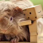 jesse maples - @guinea_pig_catcher - Instagram