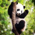 jesse ray marks - @panda_boi3757 - Instagram