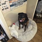 Jessie McEachern - @sapphysweets2 - Instagram