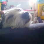 Jesse McFadden - @jesse_the_shnoodle - Instagram