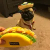 Jesse McKenzie - @petethepug1 - TikTok