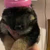 jessemears2 - @jessemears2 - TikTok