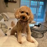 Jesse Molnar - @harper.the.snickerdoodle - Instagram