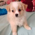 Jesse Muhammad - @jessemuhammad56 - Instagram