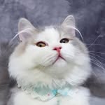 Jesse the Munchkin Cat - @munchkinjesse - Instagram