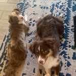 Jesse and Nova - @phoenix_aussies - Instagram