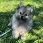 Jesse (Džejs Karamit Nova) - @my.name.is_jesse - Instagram
