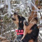 Jesse Painter - @houndhunter88 - Instagram