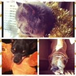 Cathie Monya Jesse peach - @cathie_monya_jesse_animals - Instagram