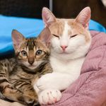 JESSE 🐾 🐈 - @jesse_peach_cat - Instagram