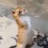 jesse - @jessepenner - TikTok