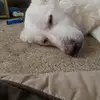 Jessemax Perea - @jessemax.perea - TikTok