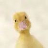 jesse_person2 - @mrduck603 - TikTok