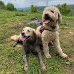 Jesse Doodle & Piper Poop 🐾 - @jessedoodledoo - Instagram