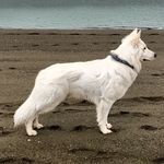 Swiss Shepherds Jesse | Piper - @isleofwhitesheps - Instagram