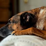 Jesse Ponder - @ponderpups - Instagram