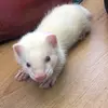 Jesse Ratcliffe - @jesse.ratcliffe - TikTok