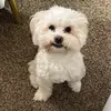 JesseRojo123 - @jesserojo123 - TikTok