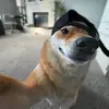 Jesse Rolls - @jesse_rolls - TikTok