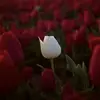 JesseRowe - @isaberqp8oz - TikTok