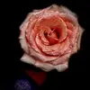 jesseschaeffer385 - @jesseschaeffer385 - TikTok