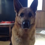 Jesse Shannon - @jesse_shannon_620 - Instagram
