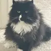 Jesse Shaver - @canadianslave - TikTok