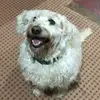 Jesse Shaw - @jesse_shaw_66 - TikTok