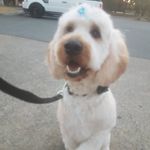 Jesse Simmonds - @lilith_the_groodle - Instagram