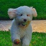 Jesse Simon and Puppies - @jessesimonandpuppies - Instagram