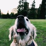 Jesse Simpson - @bradcalledmejesse - Instagram