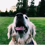 P - @jesse_simpson - Instagram