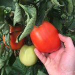 Jesse Speer - @growing_stuff - Instagram