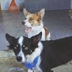 Jesse & Sun - @mascotescasaamarela - Instagram