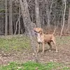 Jesse & Sutton - @jesse.honeyeyes - TikTok