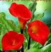 Jesse T.Amesimeku - Facebook