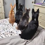 Jesse James, Theodore, Melody and Enzo - @_4chihuahuas - Instagram