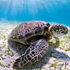 🐢Jesse Turtle🐢 - @jesse.turtle3 - TikTok