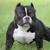 Jesse Vang - Facebook