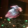 Jesse Vermillion - @2167643721 - TikTok