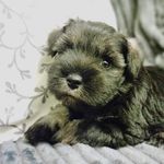 Jesse Weeks - @life_of_jesse_mini_schnauzer - Instagram