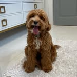 jesse the dawg - @jesse_weissman_ - Instagram