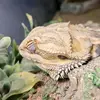 Jesse White - @jesse.white10 - TikTok