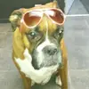 jessewillems9 - @jessewillems9 - TikTok