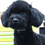 Jesse Winchester Dixner-Regan - @jesterminkey - Instagram