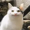 Jessie Winchester - @jessie.winchester - TikTok