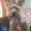 jesseyenger - @jesse.yenger - TikTok